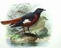 Краснобрюхая горихвостка фото (Phoenicurus erythrogaster) - изображение №2619 onbird.ru.<br>Источник: www.oiseaux.net